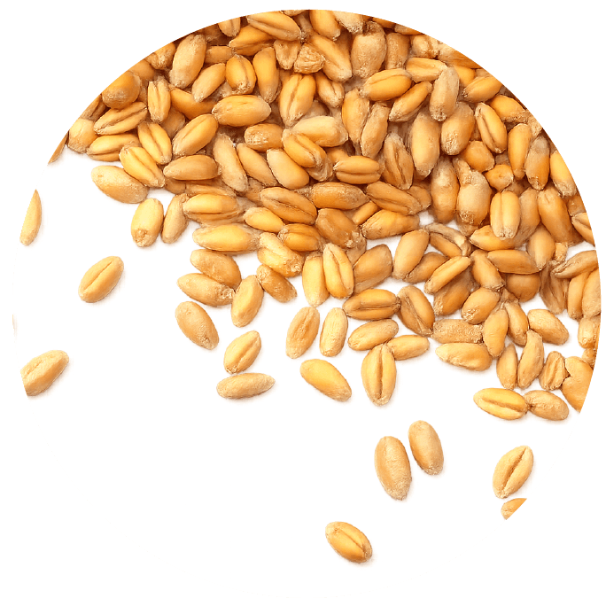 grain processing